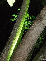 MINIMAL MANIAC #4 MINIMAL MANIAC #4