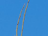 MINIMAL MANIAC #4 MINIMAL MANIAC #4