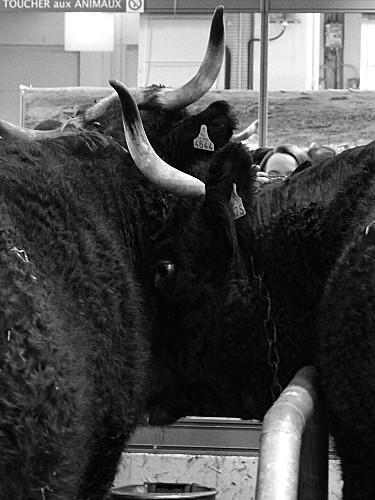 SALON INTERNATIONAL DE L'AGRICULTURE 2013 P1030904-001