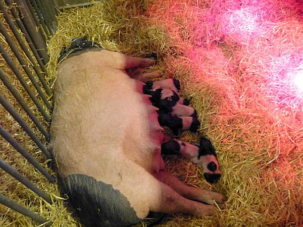 SALON INTERNATIONAL DE L'AGRICULTURE 2013 P1030899-001-copie-1