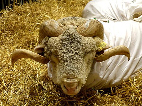 SALON INTERNATIONAL DE L'AGRICULTURE 2013 P1030890-001-copie-1