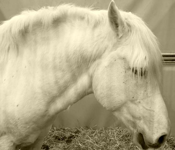 SALON INTERNATIONAL DE L'AGRICULTURE 2013 P1030943-001