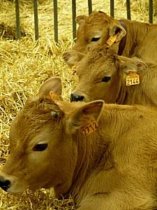 SALON INTERNATIONAL DE L'AGRICULTURE 2013 P1030910-001