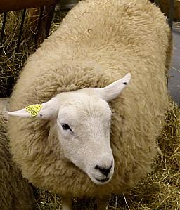 SALON INTERNATIONAL DE L'AGRICULTURE 2013 P1030892-001