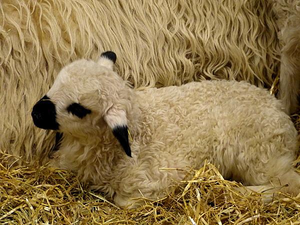 SALON INTERNATIONAL DE L'AGRICULTURE 2013 P1030914-001