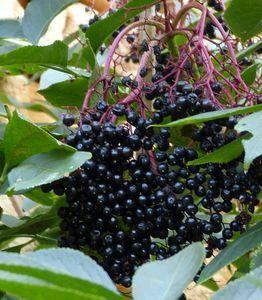 Il m'a attrappée : le rhume est en moi ! sureau