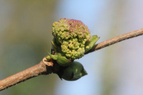 Après la neige kamtschatica 21 fév 2013 003.jpg