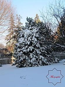 Montréal - Canada - 7 la-neige-du-27.12.2012 0066 1