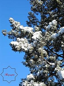 Montréal - Canada - 7 la-neige-du-27.12.2012 0014 1