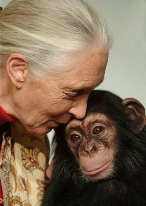 biodiversité, chimpanzés, singe, nature, Jane Goodall, film