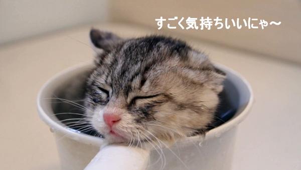 Un petit chat qui découvre les joies du bain Hana Chan