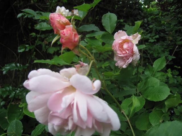 Rosa Clair Matin Photo Nat et Nature