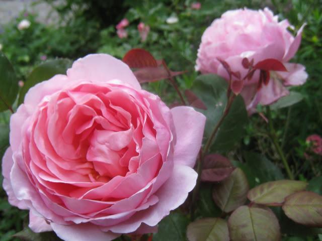 Rosa Brother Cadfael Photo Nat et Nature