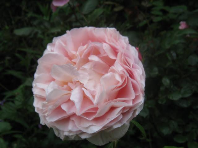 Rosa Grüss an Aachen Photo Nat et Nature