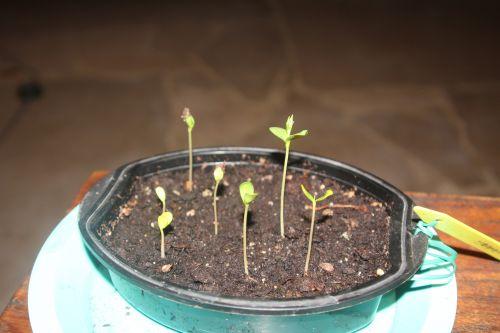 Malus sieversii, suite 1 malus sieversii 27 fév 2013 004.jpg