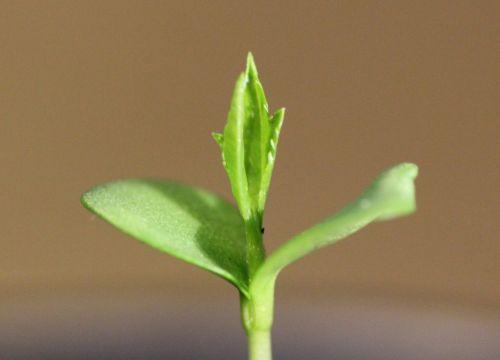 Malus sieversii, suite 3 malus sieversii 27 fév 2013 016.jpg