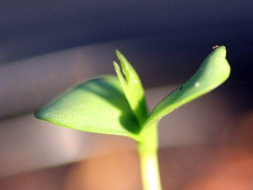 Malus sieversii, suite b malus sieversii 24 fév 2013 007.jpg