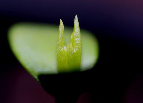 Malus sieversii, suite c malus sieversii 24 fév 2013 002.jpg