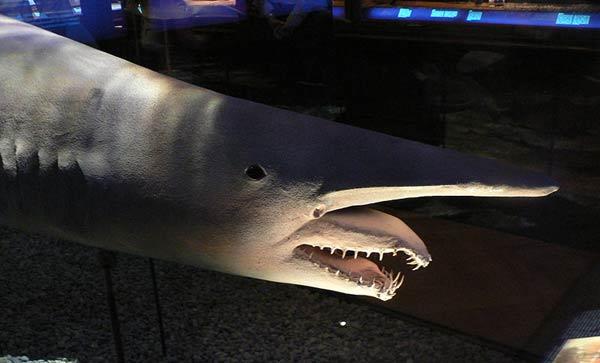 Un requin avec la bouche d’Alien