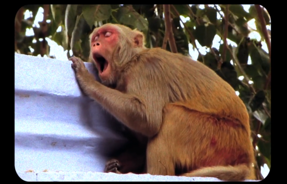 COUP DE FATIGUE Everynone-Yaws-Monkey-580x373