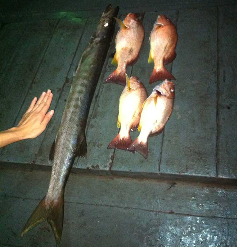 peche au gros ile de koh tao