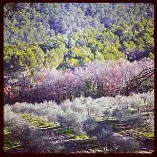 Un parfum de printemps 280de20081ff11e2999e22000a1f8afc_6