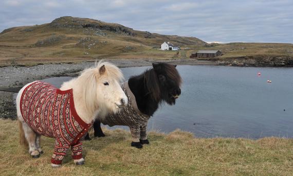 shetland-ponies-cardigans