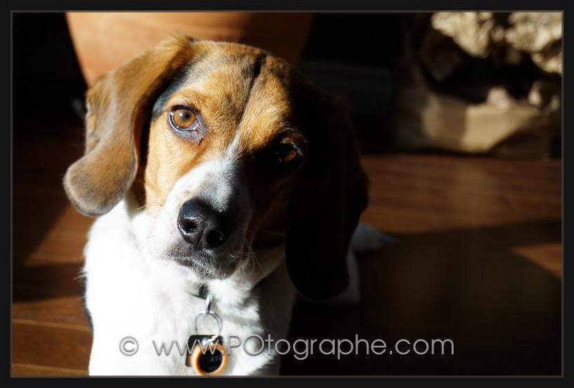 Spécial chien Spécial chien