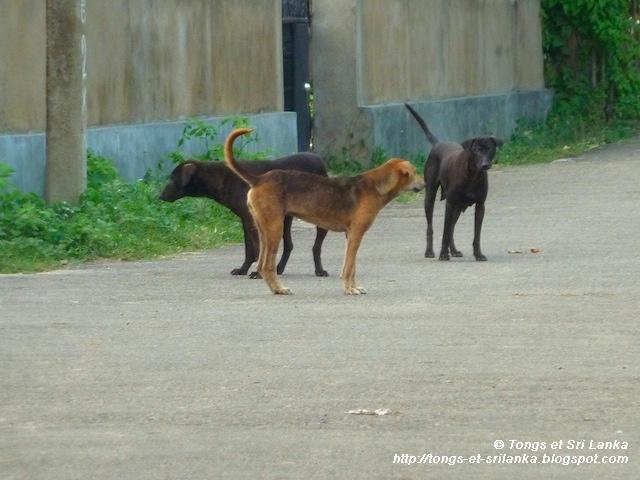 Un samedi, une photo sri lankaise #42 Un samedi, une photo sri lankaise #42