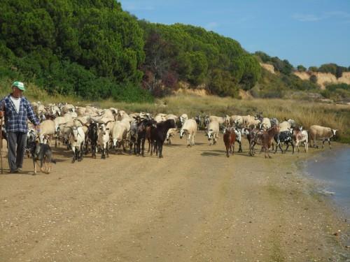 Les couleurs du Portugal SAM_2951.JPG