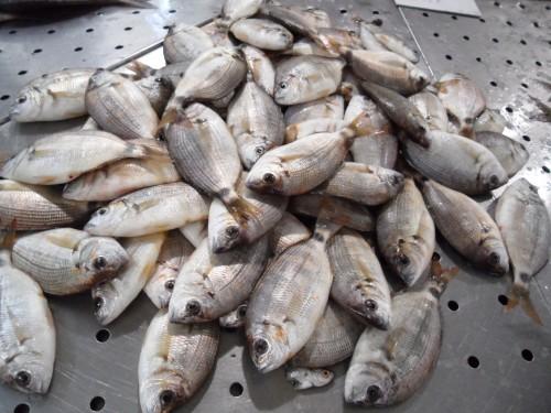 Les couleurs du Portugal SAM_3215.JPG