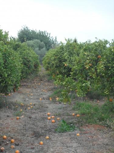 Les couleurs du Portugal SAM_2965.JPG