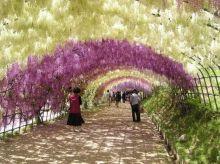 Tunnel Wisteria aux Jardins Kawachi Fuji