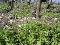 La fleur de mâche dans les vignes de Mirebeau