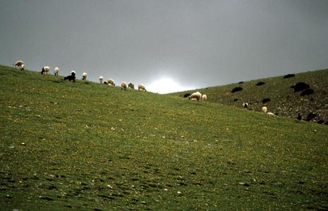 tibet-moutons.1208246223.jpg