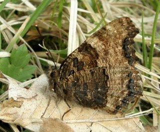La Grande Tortue, Nymphalis polychloros
