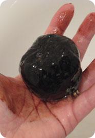 Parlons peu, parlons bio (2)