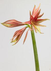 Amaryllis_04 Amaryllis_04