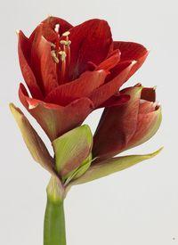 Amaryllis_01 Amaryllis_01