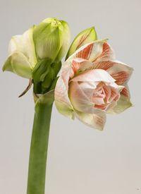 Amaryllis_03 Amaryllis_03