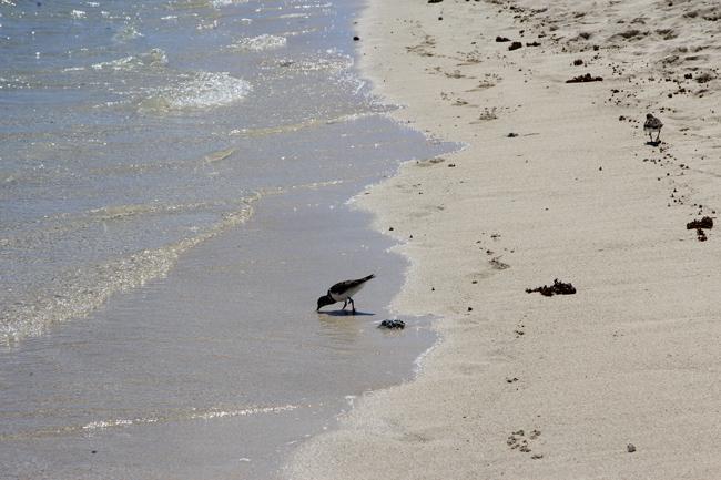 petiteterre2 Le retour aux Antilles (2) : pratique