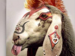 Des moutons à la mode j-aime-pas-les-moutons-3834627