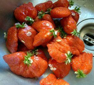 Premières fraises de l'année ! premières fraises 001