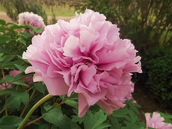 #fmsphotoaday March 8 : Favourite FMS-PHOTO-A-DAY-8-FAVOURITE.JPG