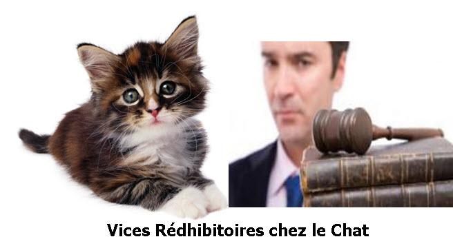 vices_rédhibitoires_chez_le_chat