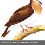 grenada_dove Tous à Grenade ! Un appel du Gouverneur du District 2013-2013 du Rotary