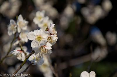 Ume no Hana, les pruniers en fleurs Ume no Hana, les pruniers en fleurs