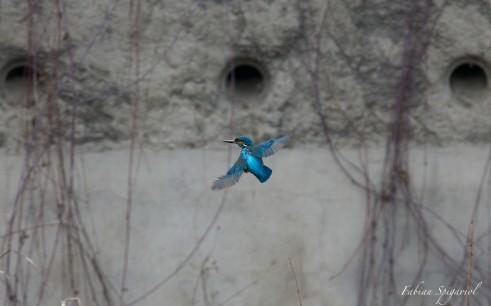 Martin pecheur… Martin pêcheur en vol...