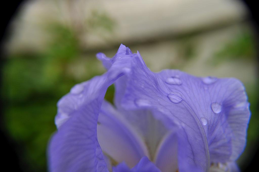Iris Violet 6