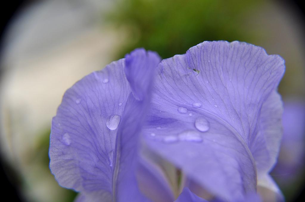 Iris Violet 3